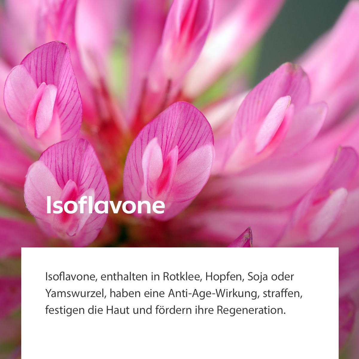 Nahaufnahme einer rosafarbenen Blüte des Rotklees, Symbol für Anti-Aging und regenerierende Wirkung