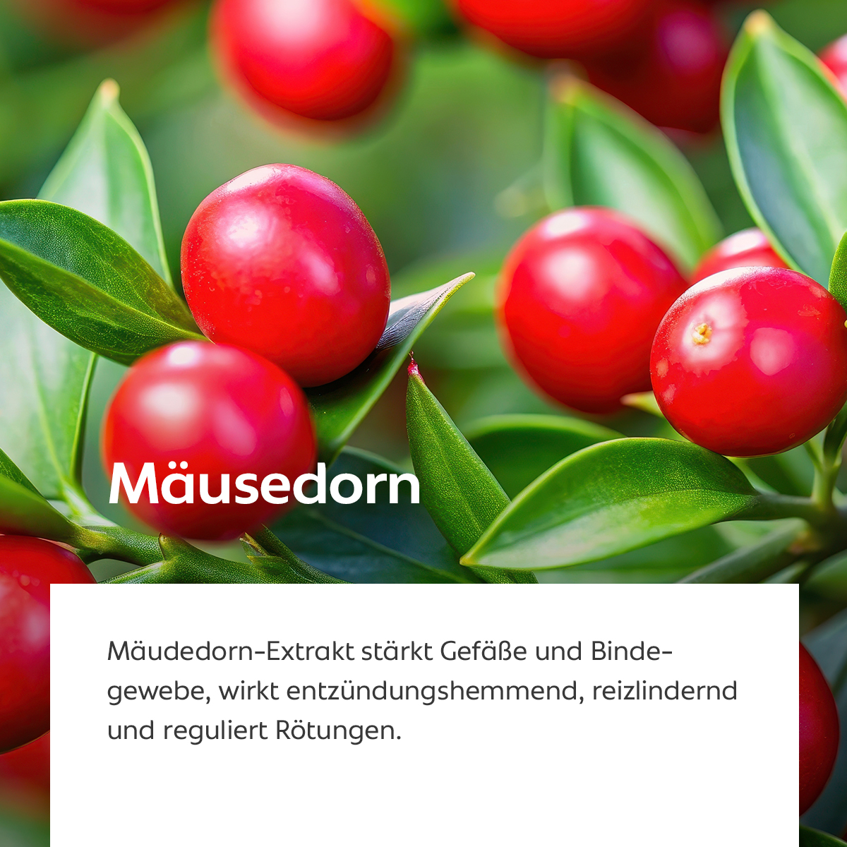 Leuchtend rote Früchte des Mäusedorns mit grünen Blättern, Symbol für Gefäß- und Hautstärkung