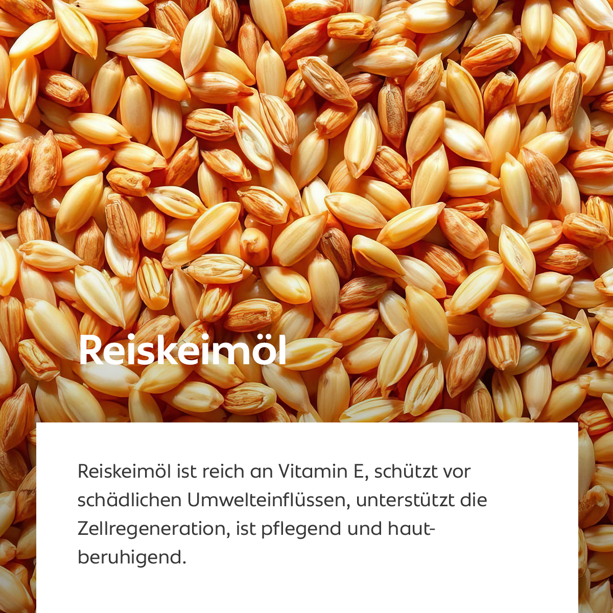 Goldene Reiskörner in Nahaufnahme, Symbol für antioxidativen und hautberuhigenden Schutz