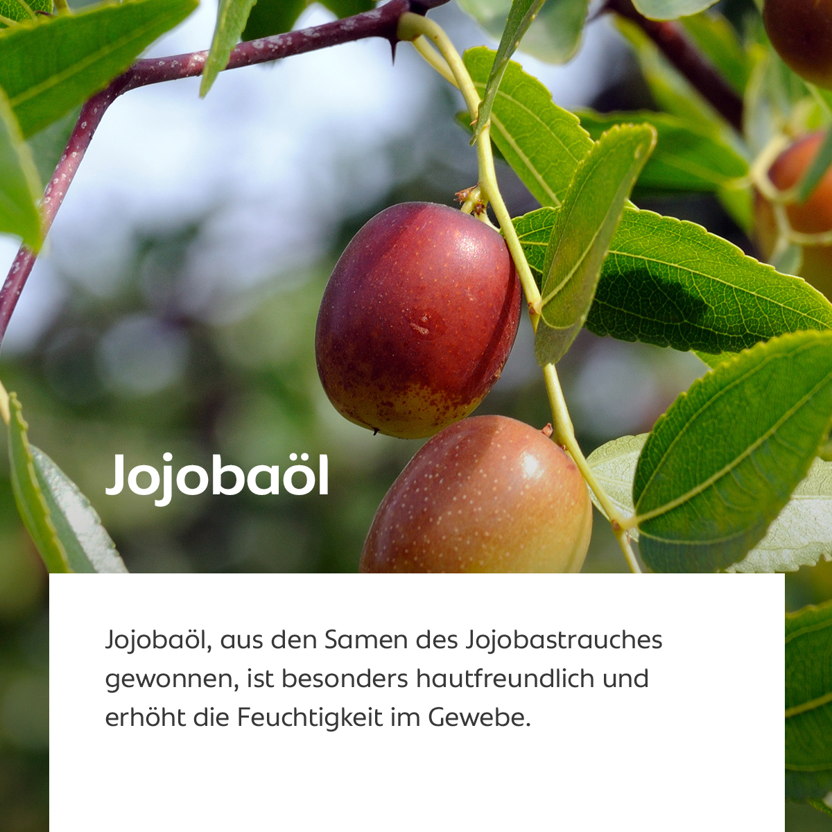 Reife Jojobafrüchte am Zweig, Symbol für hautfreundliche und feuchtigkeitsspendende Pflege