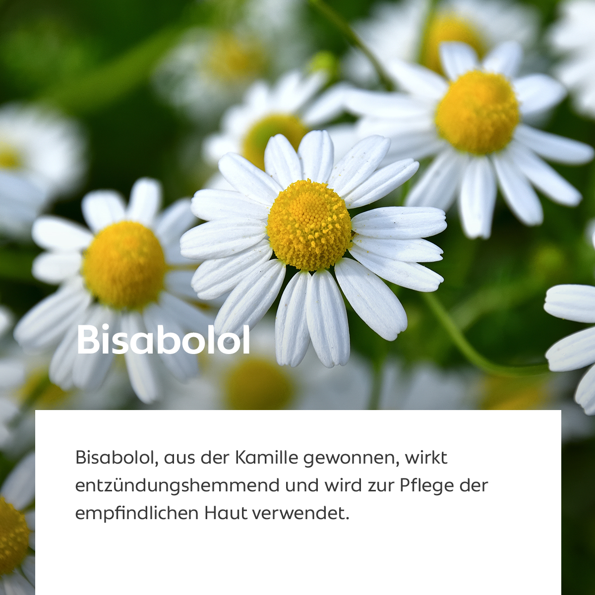 Weiße Kamillenblüten mit gelber Mitte in Nahaufnahme