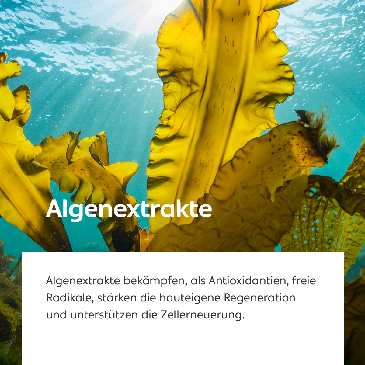 Unterwasseraufnahme von leuchtend gelben Algen im Meer, Sinnbild für antioxidative und regenerierende Wirkung
